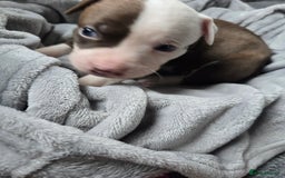 Staffordshire Bull Terrier dogs for sale: Staffordshire Bull Terrier  - Advert 5