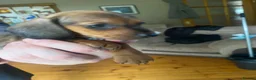Miniature Dachshund dogs for sale: Mini dachshund puppies  in Dalkeith - Advert 8