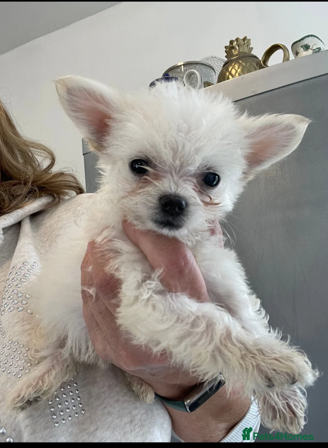 Mixed Breed dogs for sale: 7 month female maltese/chihuahua  in Morecambe - Advert 1