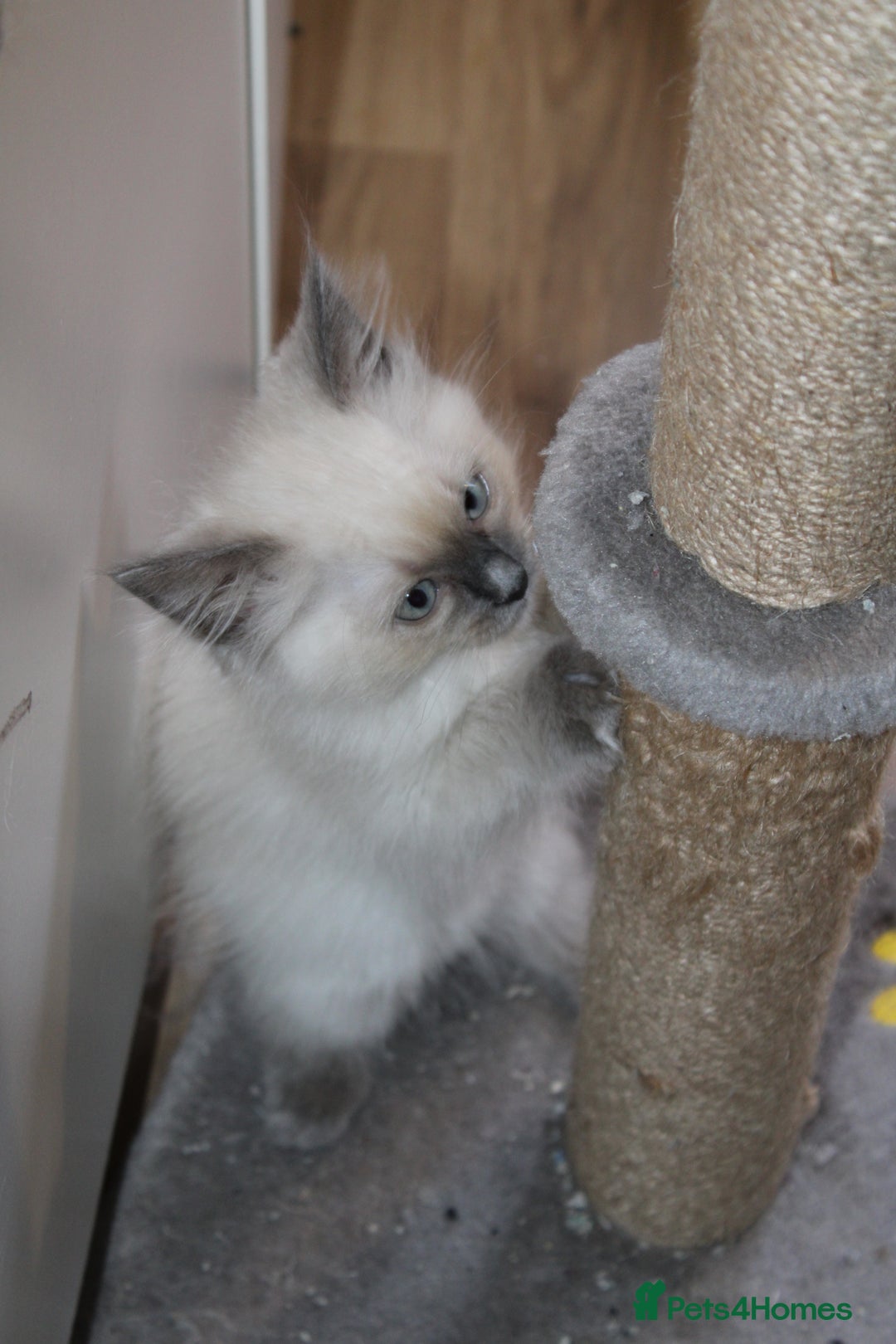 Ragdoll cats for sale: Ragdoll  - Image 11