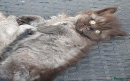Mixed Breed cats for sale: Beautiful furry male kitten  - Image 1
