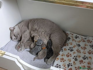 British Shorthair cats Adorable British Shorthair Kittens for Sale 🐱🇬🇧 - Advert 1