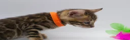 Bengal cats for sale: TICA Registered Brown & Snow Lynx Bengal Kittens - Advert 7
