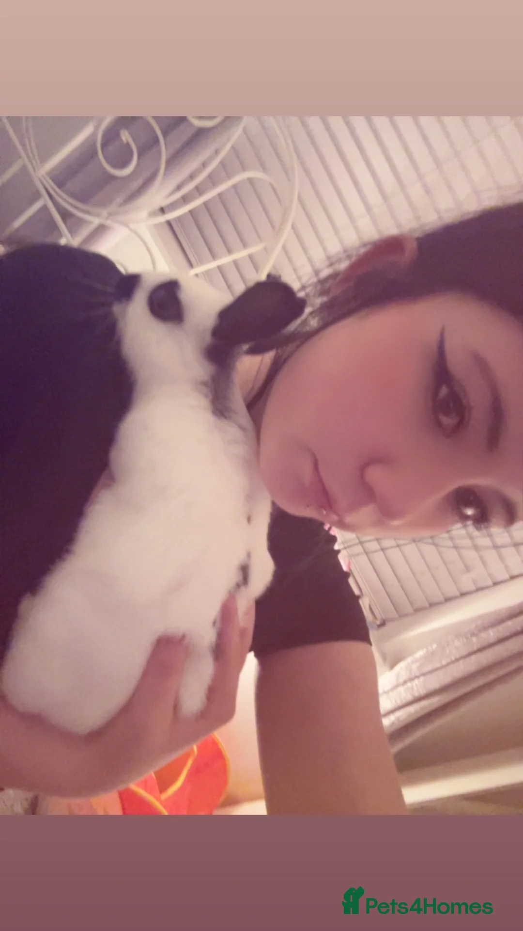 Mixed Breed rabbits for sale: 1 lop eared 1 dwaf  - Advert 5