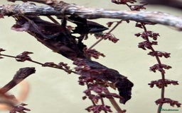 Praying Mantis invertebrates for sale: Adult female ghost mantises x2 - Image 1