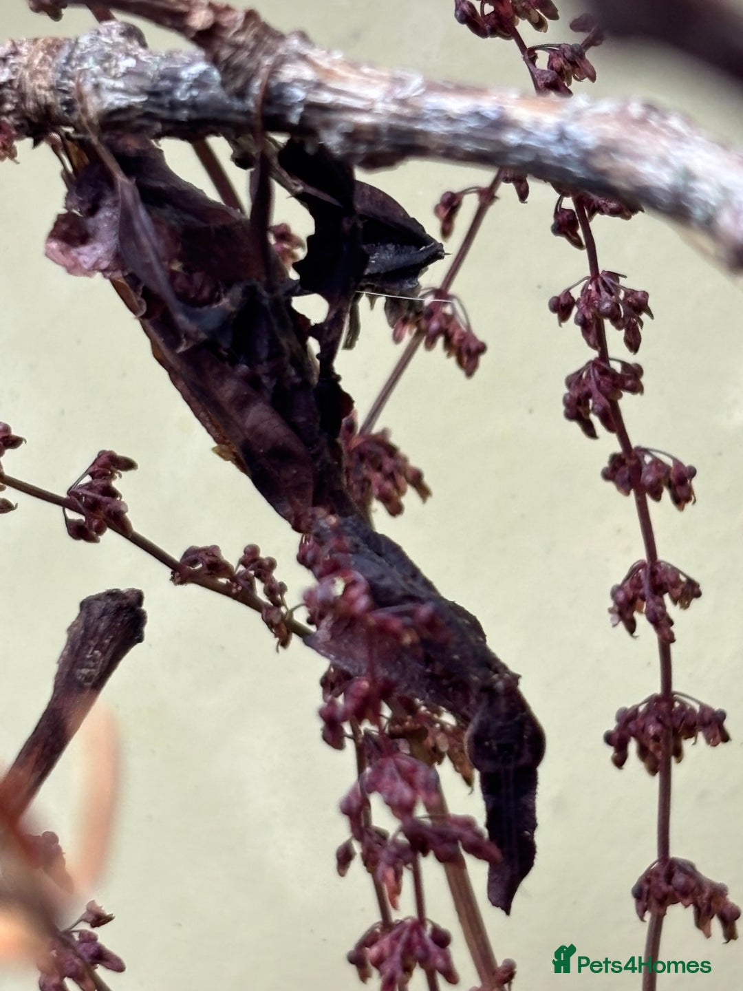 Praying Mantis invertebrates for sale: Adult female ghost mantises x2 - Image 1