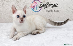 Bengal cats for sale: 1 Boy left, Bengal Snow kittens from RW TGC Sire - Image 1