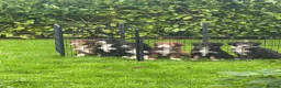 Bearded Collie dogs for sale: Beautiful Bearded Collie Puppies  - Advert 10