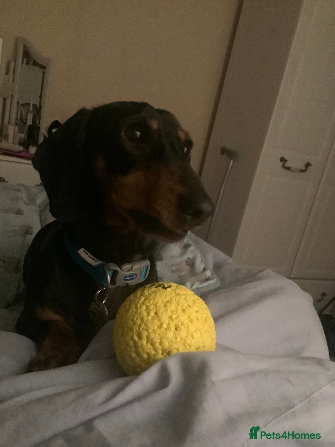 Dachshund dogs for sale: Black and Tan mini dauchound  - Image 9