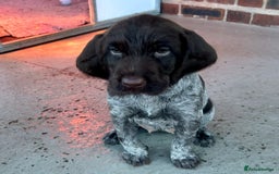 German Wirehaired Pointer dogs for sale: German Wirehaired Pointer Female Pup - Advert 4