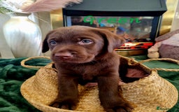Labrador Retriever dogs for sale: Bundle of Chocolate Joy- Labrador Retrive Puppies - Image 30