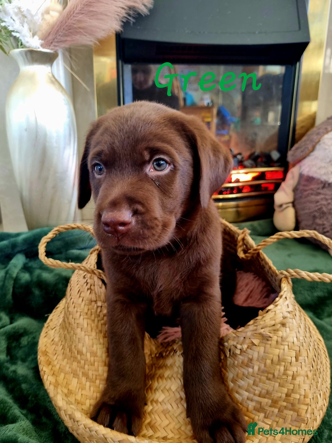 Labrador Retriever dogs for sale: Bundle of Chocolate Joy- Labrador Retrive Puppies - Image 30