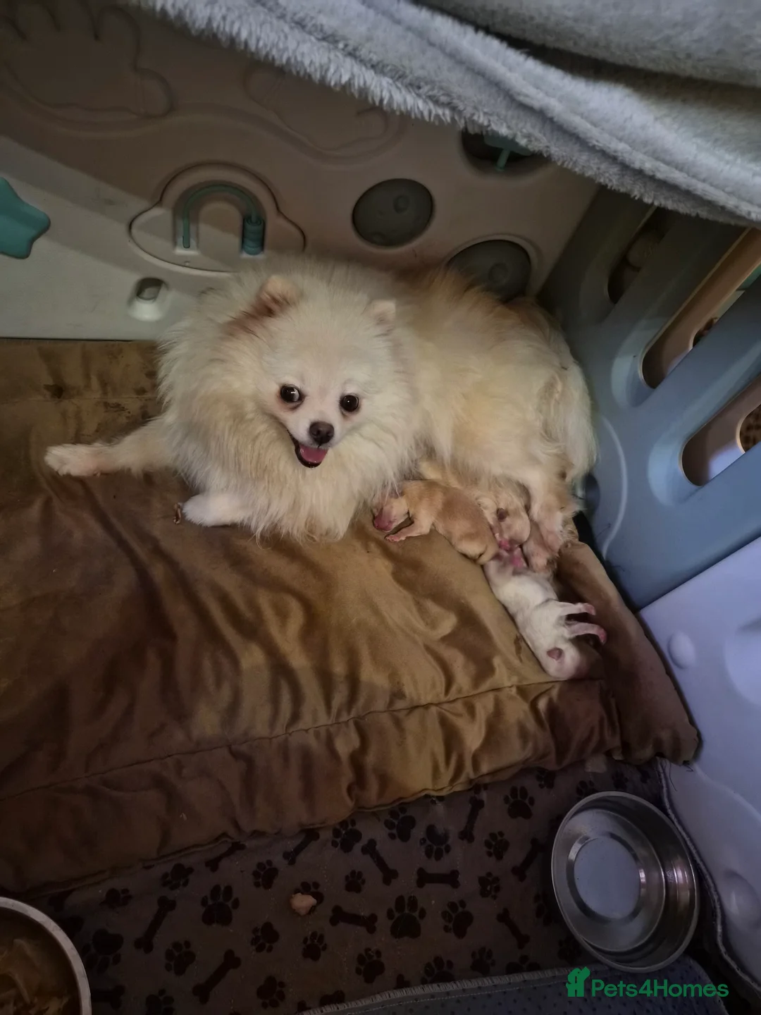 Pomeranian dogs for sale: 💝High Quality Korea/ Russia Babies💝 - Advert 34