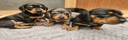 Dachshund dogs for sale: Dachshunds 8 Puppies only 2 girls 1 boy left - Advert 4
