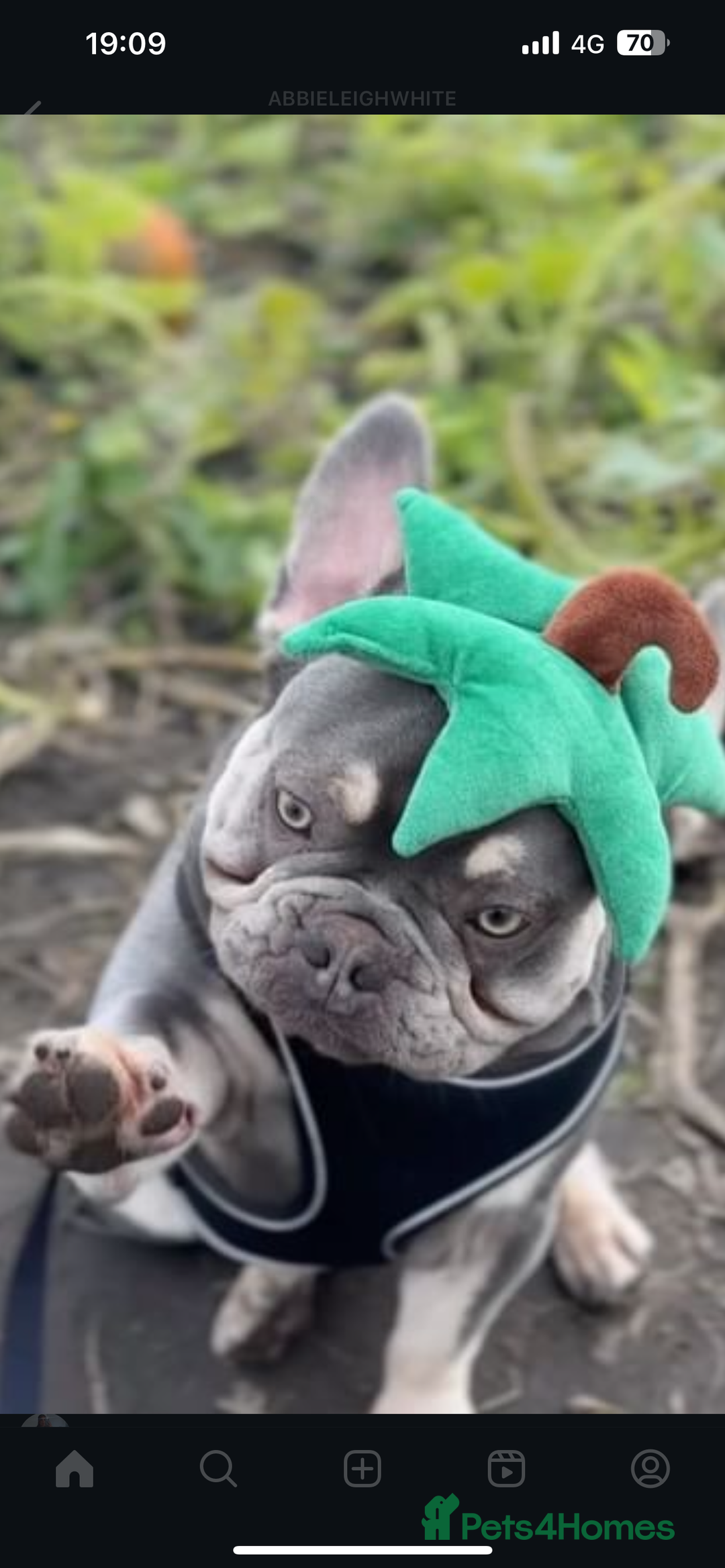 French Bulldog dogs for stud: Kobe french bulldog stud - Image 2