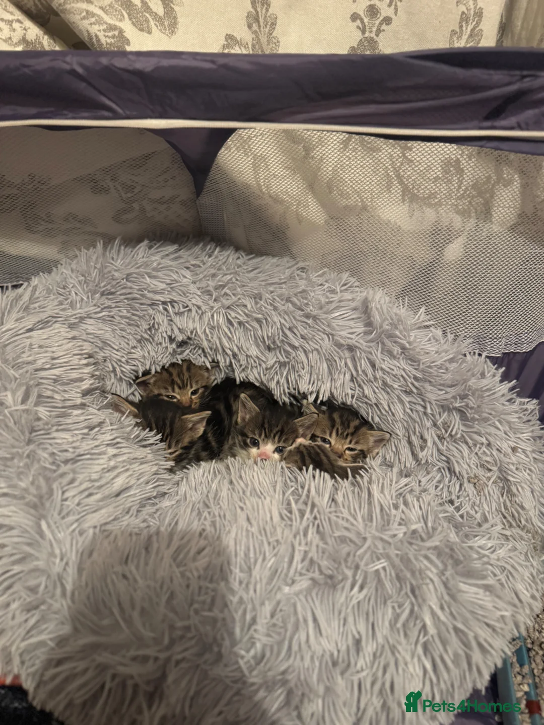 Mixed Breed cats for sale: Tabby kittens for sale in Market Rasen - Advert 2