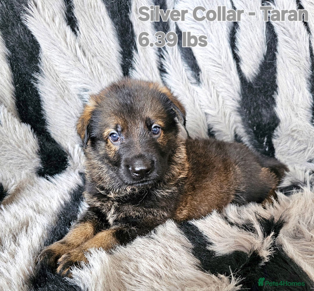German Shepherd dogs for sale: 🔹️6 Health tested Pedigree gsp's available🔹️ - Image 6
