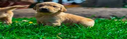 Golden Retriever dogs for sale: Traditional Dark Golden Retriever Puppy’s KC Reg - Advert 13