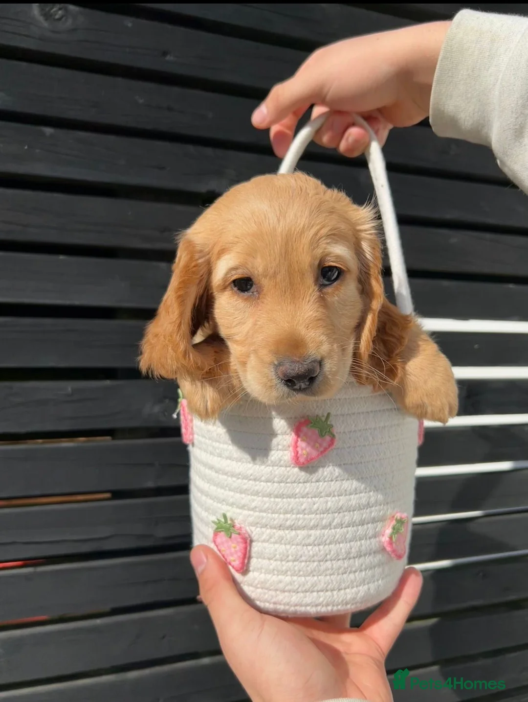 Mixed Breed dogs for sale:  cockapoos - Advert 9