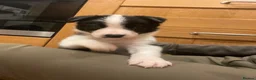 Border Collie dogs for sale: Border Collie Puppies For Sale! in Cheltenham - Advert 6