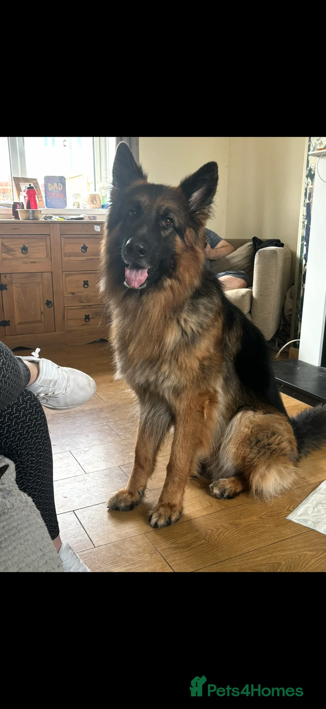 German Shepherd dogs for stud: German shepherd for stud.  in Wrexham - Advert 2