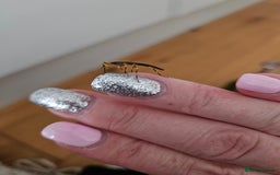 Stick Insects invertebrates for sale: Stick insect nymphs - Image 11