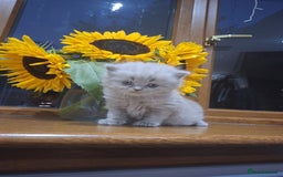 British Shorthair cats for sale: British short hair kittens - Image 11