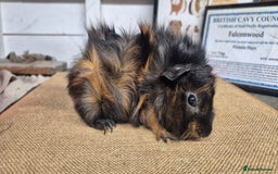 Guinea Pig rodents for sale: Baby abysinnian guinea pigs - Image 4