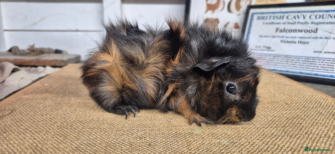 Guinea Pig rodents for sale: Baby abysinnian guinea pigs - Image 4