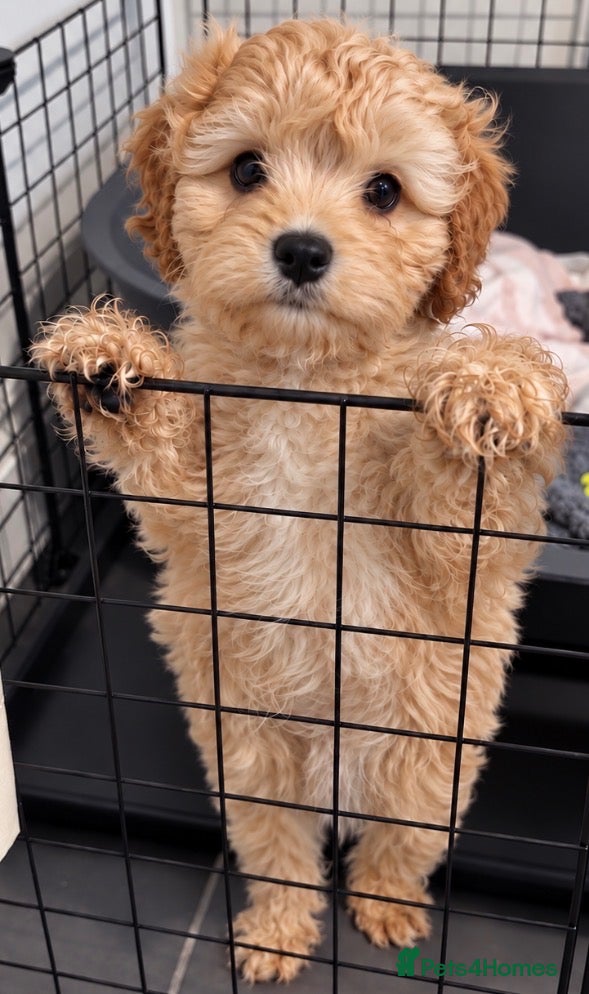 Cavapoo dogs 🌟Please don’t scroll past🌟I’m patiently waiting  - Advert 1