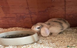 Mini Lop rabbits for sale: Beautiful mini lops - Image 10