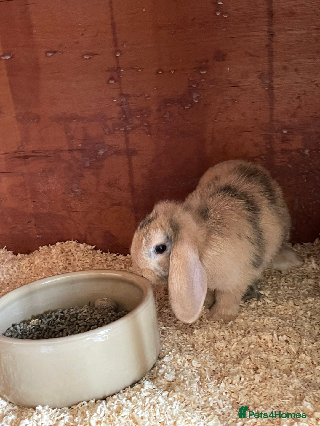 Mini Lop rabbits for sale: Beautiful mini lops - Image 10