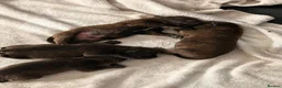 Staffordshire Bull Terrier dogs for sale: Beautiful litter of Staffy pups   - Advert 13