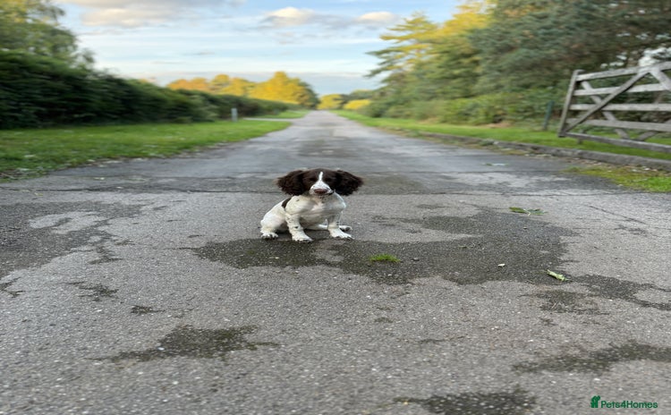 Cocker Spaniel dogs - Advert 14