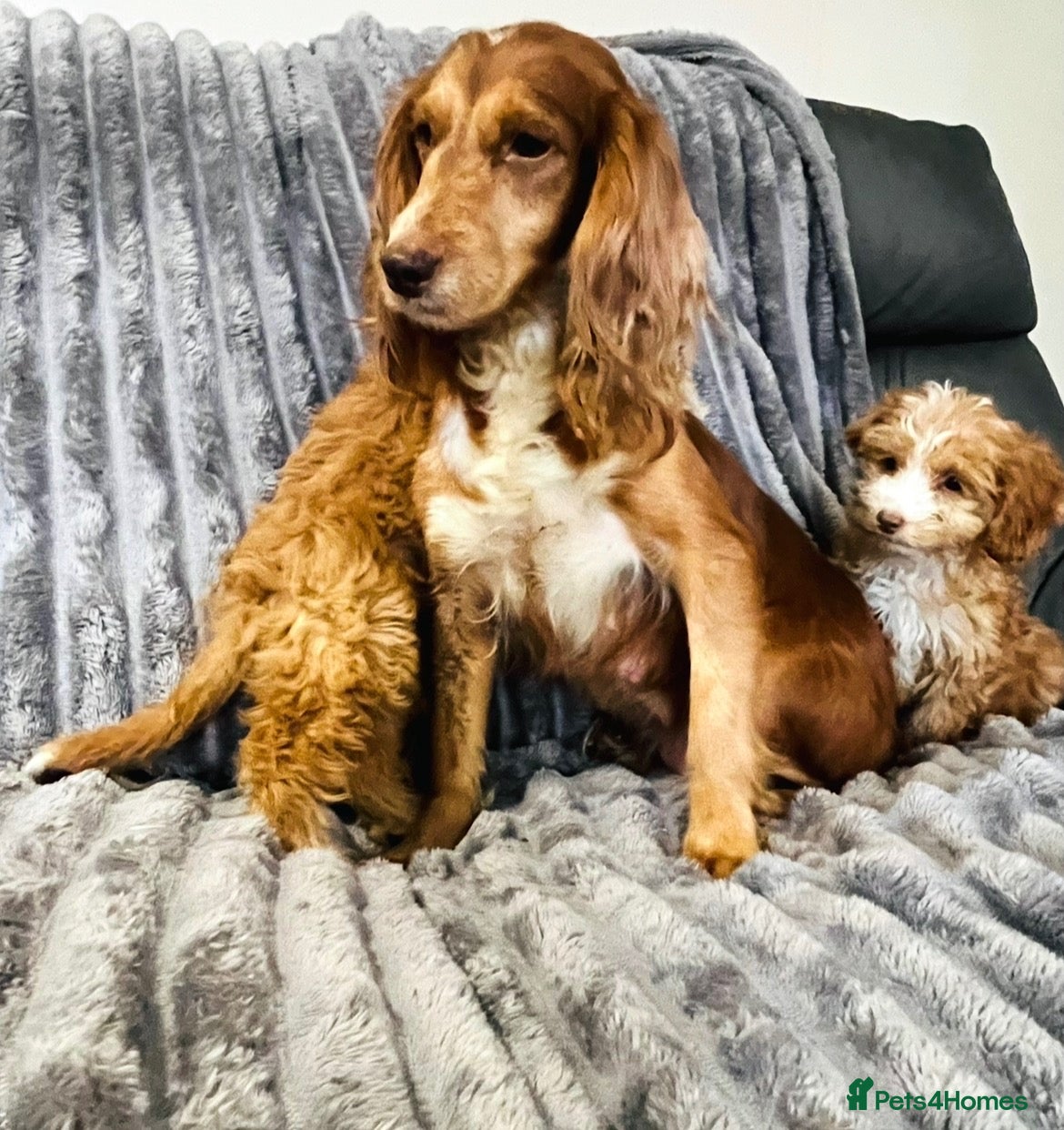 Cockapoo dogs for sale: F1 cockapoo girls two left 🐶!!!!! - Advert 2