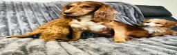 Cockapoo dogs for sale: F1 cockapoo girls two left READY TO LEAVE 🐶!!!!! - Advert 2