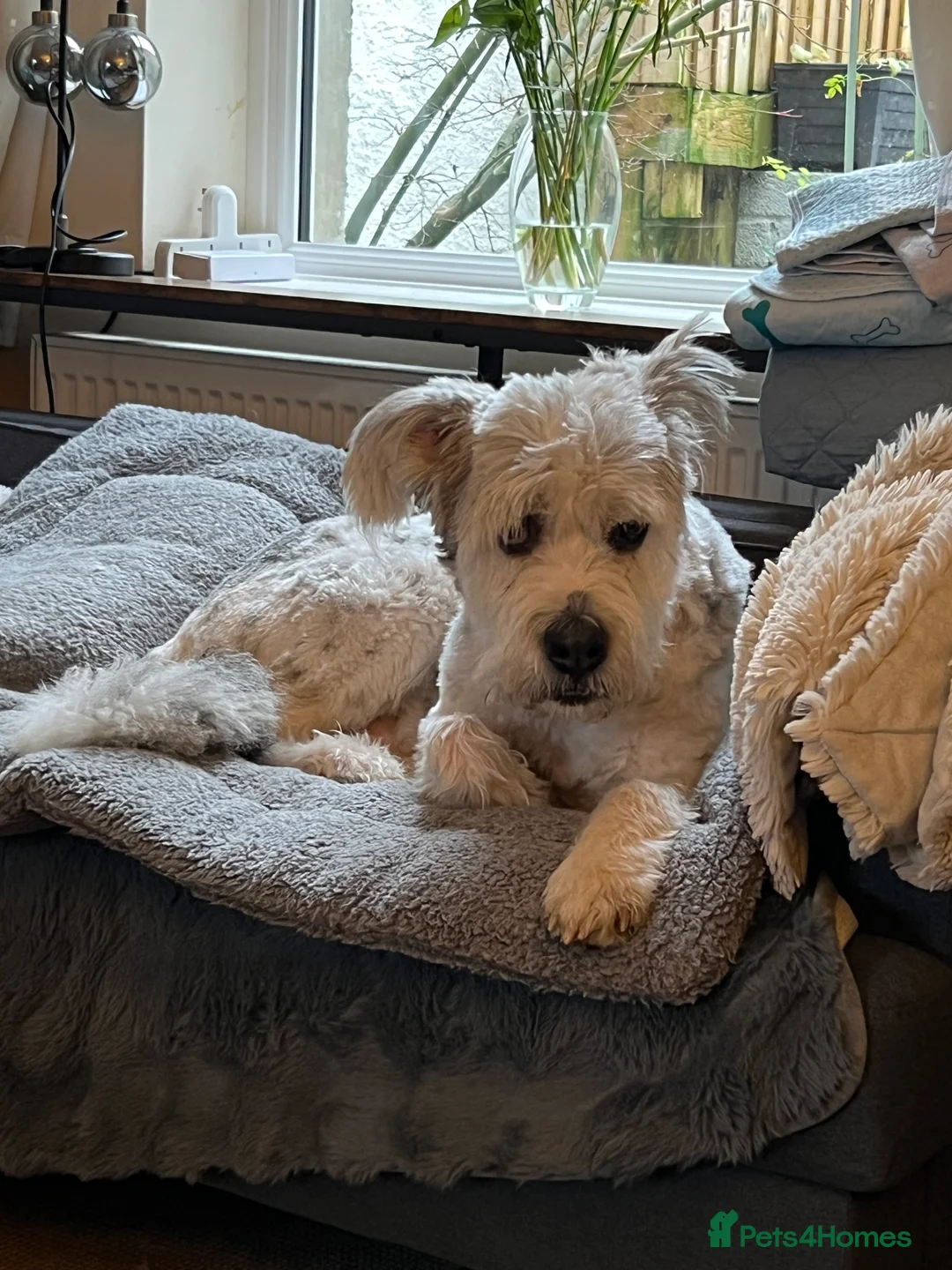 Mixed Breed dogs for adoption: Brian is looking for a home -Mioritic Shepherd  - Advert 20