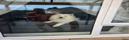 Samoyed dogs for sale: 19 months old samoyed  - Advert 2