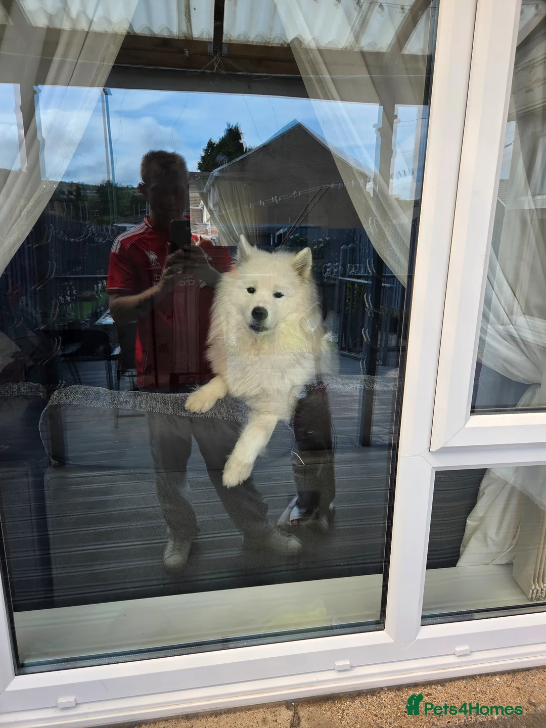 Samoyed dogs for sale: 19 months old samoyed  - Advert 2