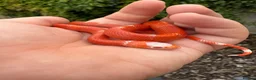 Mixed Breed reptiles for sale: Various snakes for sale - Advert 1