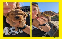 Cockapoo dogs for sale: 3 x Beautiful Red Cockerpoo Pups For Sale - Image 11