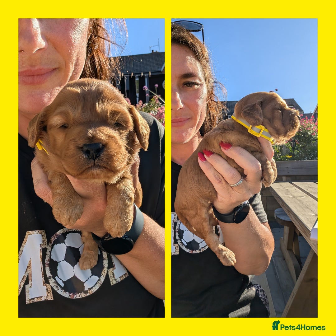 Cockapoo dogs for sale: 3 x Beautiful Red Cockerpoo Pups For Sale - Image 11