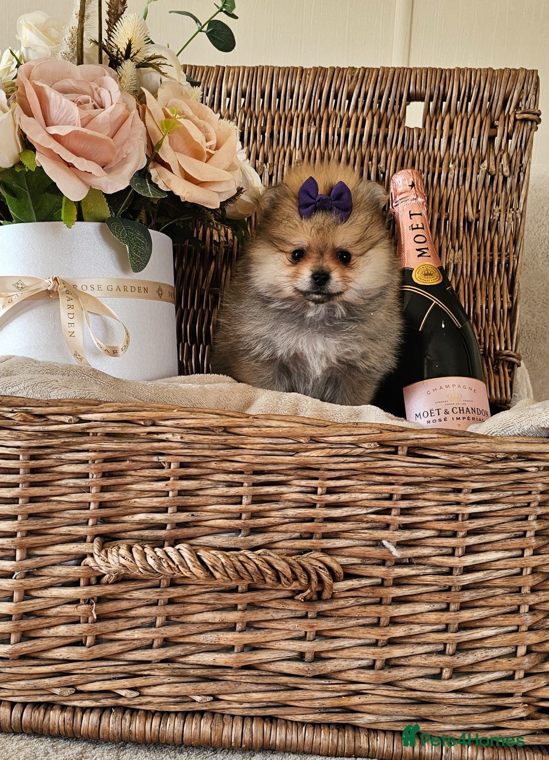 Pomeranian dogs for sale:  Beautiful Pomeranian puppies  - Image 6