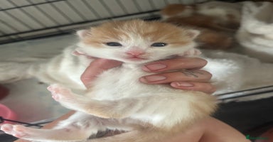 Mixed Breed cats - Advert 11