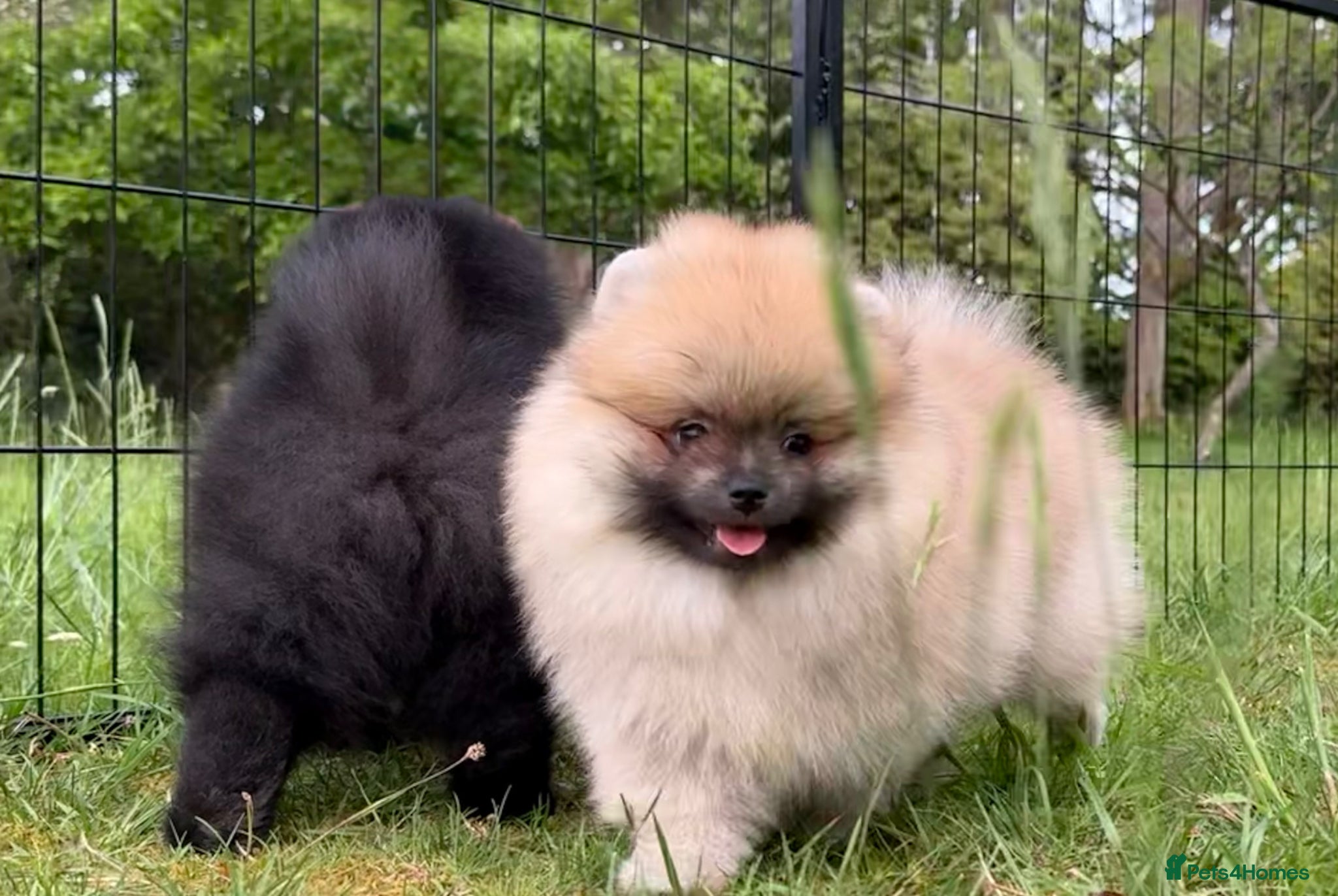 Pomeranian dogs for sale:  Rare colour Russian line Teddy Bear Pom Puppies ✨ - Advert 25