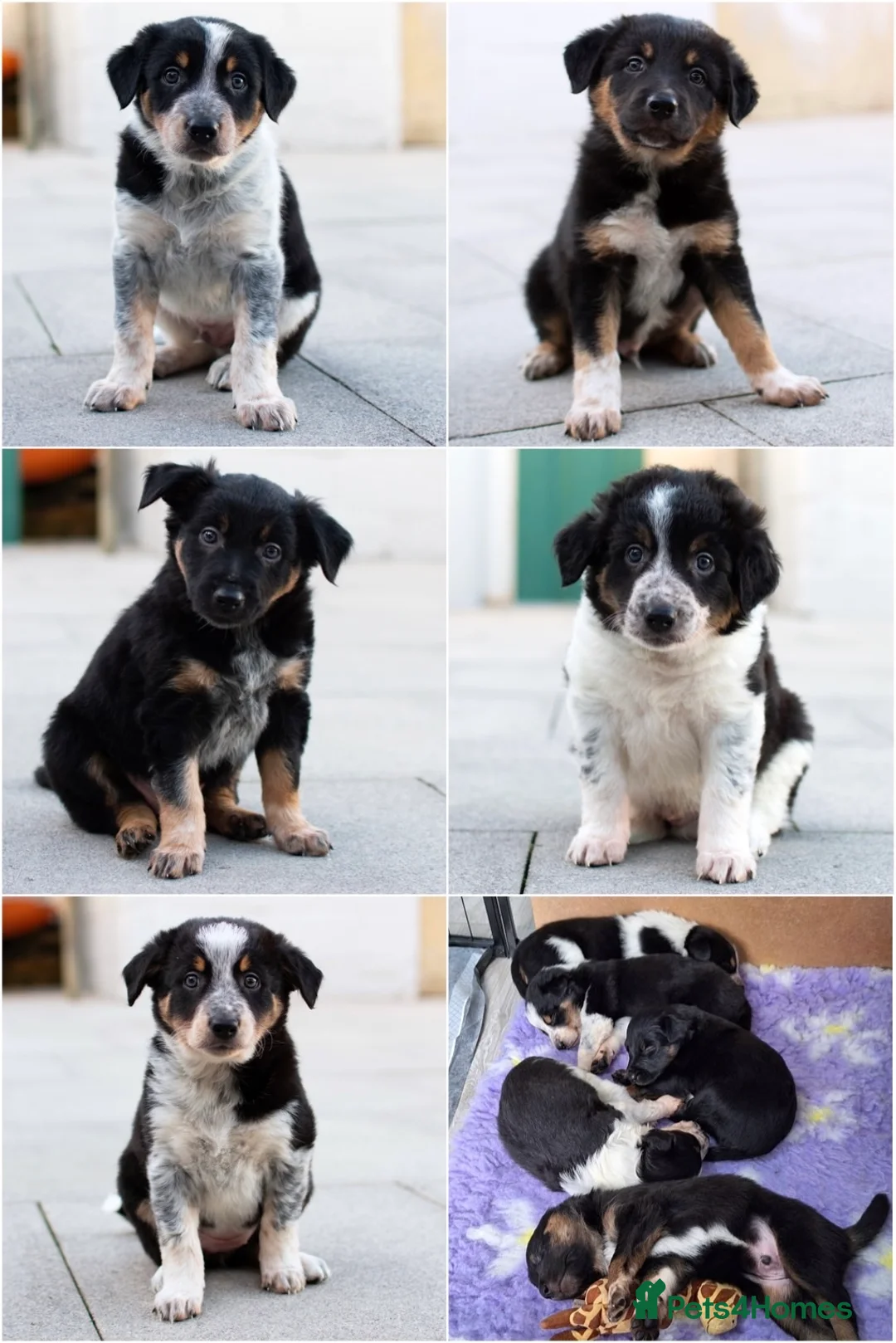 Border Collie dogs for stud: DNA clear proven Border Collie stud  in Treorchy - Advert 7