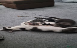 Mixed Breed cats for sale: Loving kittens for sale - Image 5