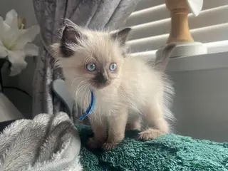 Ragdoll cats Gccf Luxury Seal Lynx Point Ragdoll Kittens - Advert 4