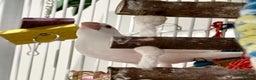 Finches birds for sale: White female Java sparrow in Runcorn - Advert 2