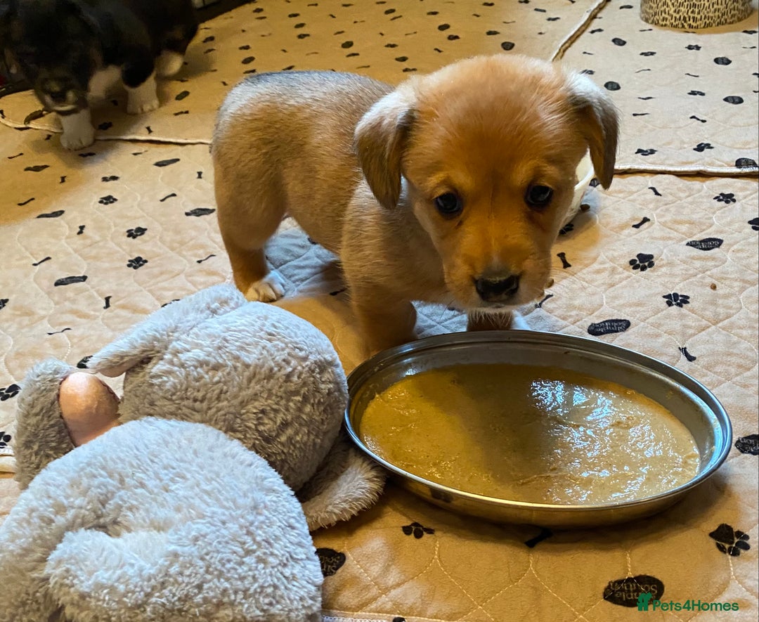 Welsh Corgi Cardigan dogs for sale: Welsh Cardigan Corgis by 5 ⭐️ Licensed Breeder - Advert 14